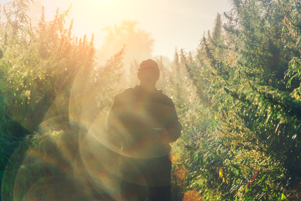 HEMP IS BACK...AND IT’S THRIVING